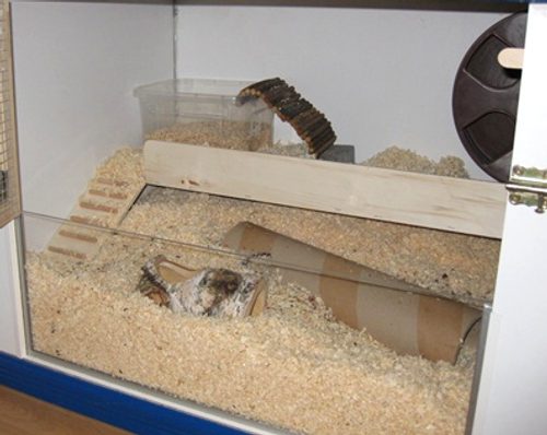 Hamstergehege
