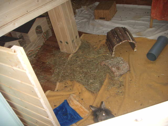 Kaninchen Meerschweinchen Zimmer
