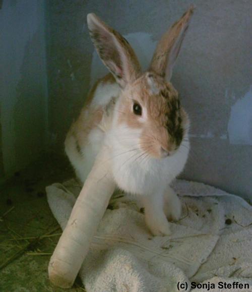 Kaninchen mit Gibs