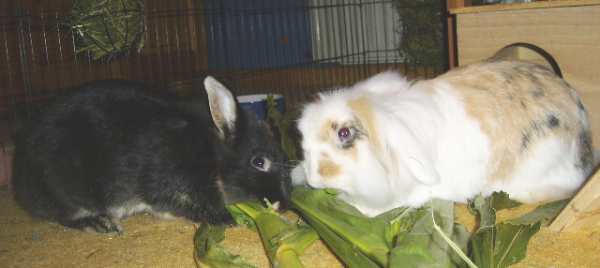 Maisblätter fressende Kaninchen