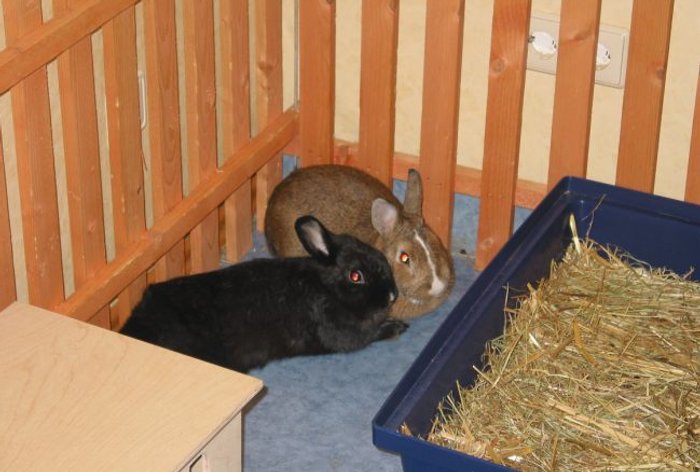 Kaninchen im Gehege