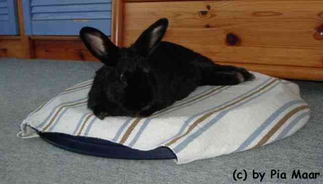 Kaninchen Emilie auf K&uuml;hlinsel