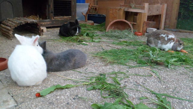 Kaninchen im Au&szlig;engehege