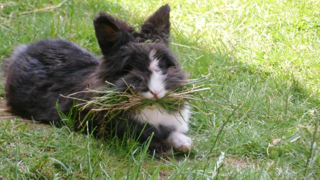 Kaninchen auf der Wiese