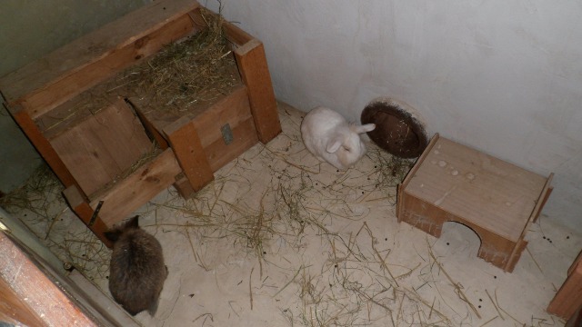 Kaninchen Schutzh&uuml;tte