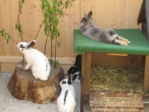 entspannte Kaninchen