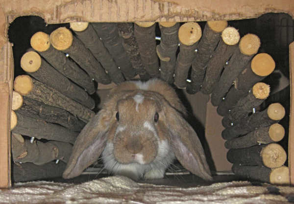 Kaninchen Beschäftigung