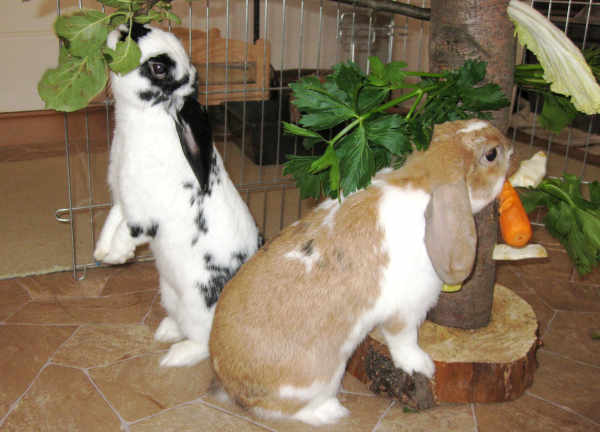 Kaninchen Beschäftigung