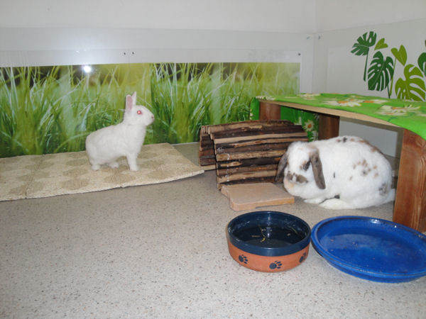 Wohnungsgehege Kaninchen