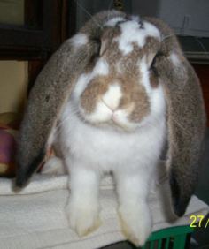 Etwas gr&ouml;&szlig;erer Hoppel