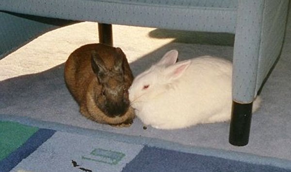 Kaninchen