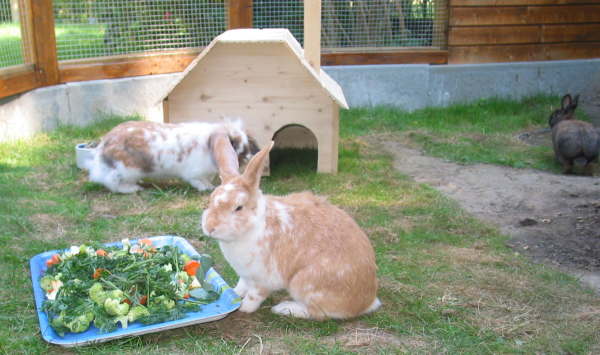 Im Au&szlig;engehege