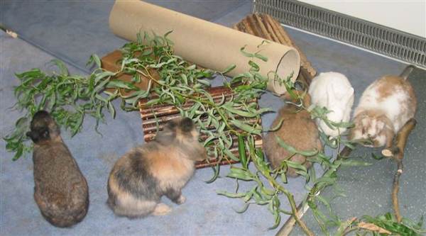 Kaninchen
