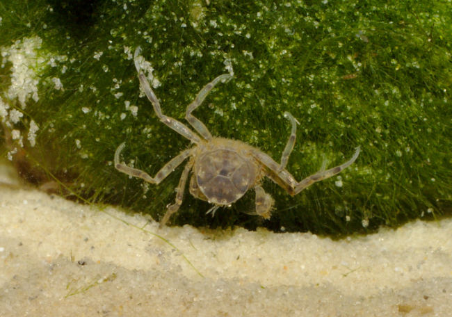 Microkrabbe