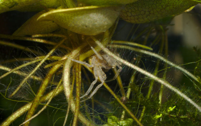 Microkrabbe