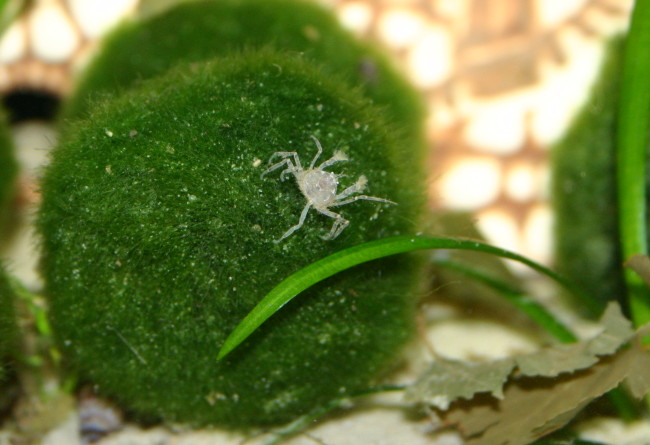 Microkrabbe