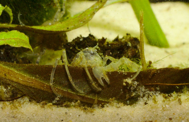 Microkrabbe