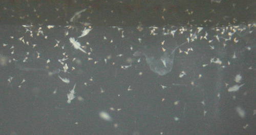 Nauplien