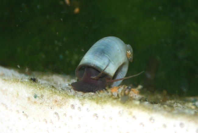 Artemia M&auml;nnchen