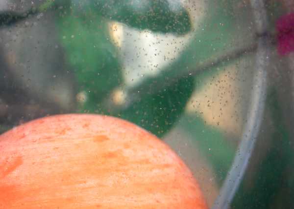 Krebsgewusel im Becken