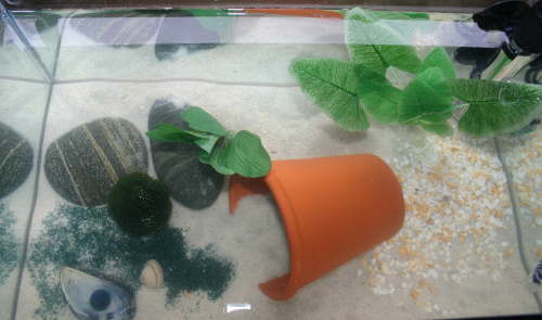 Artemienaquarium