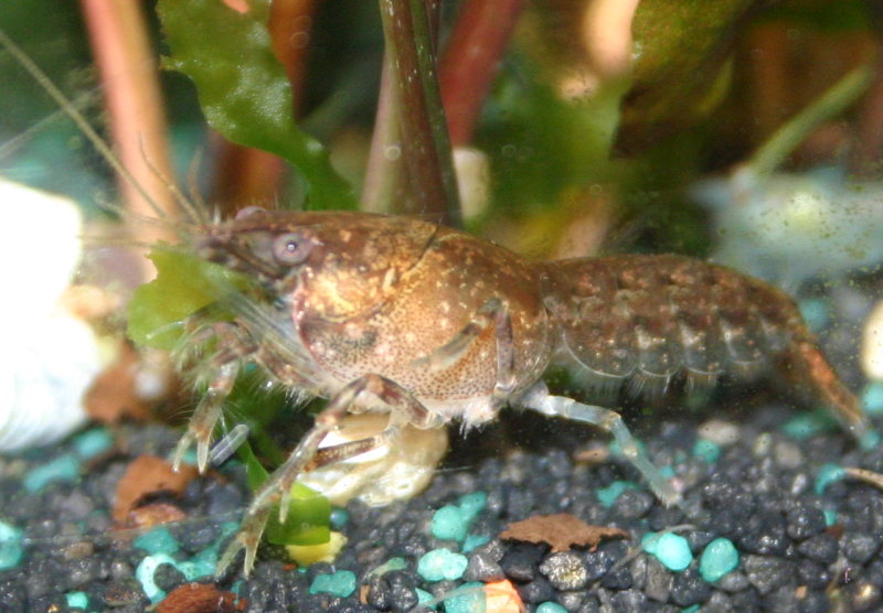 Cambarellus