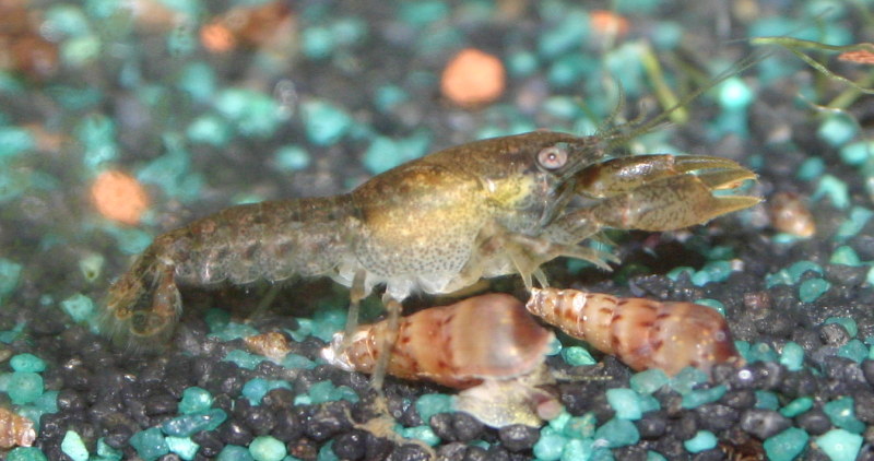 Cambarellus