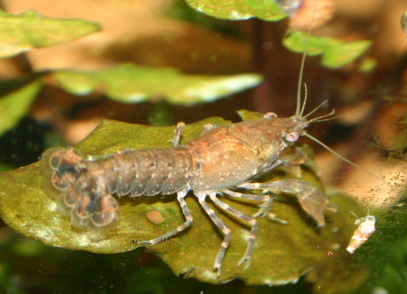 Cambarellus