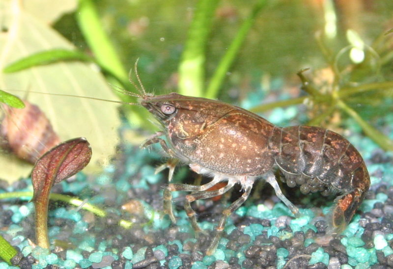 Cambarellus