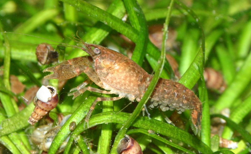 Cambarellus