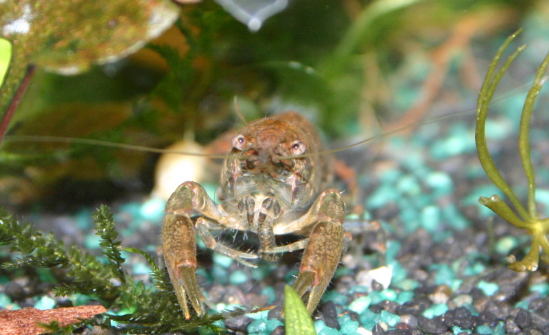 Cambarellus
