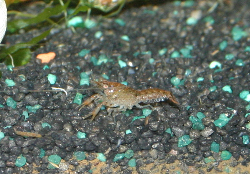 Cambarellus