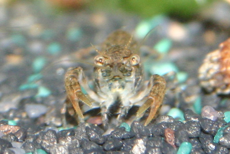 Cambarellus