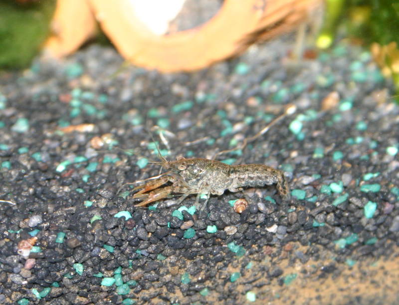 Cambarellus