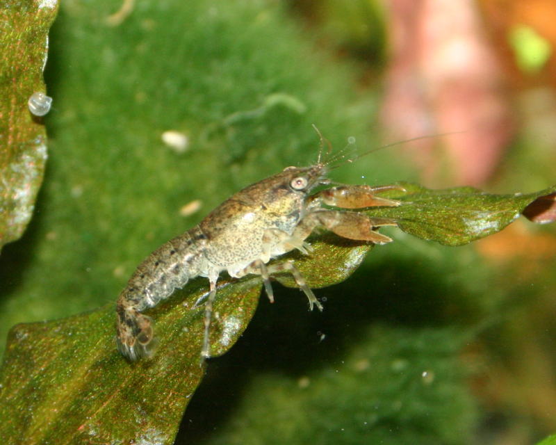 Cambarellus