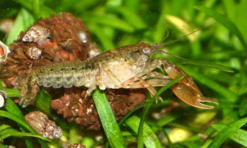 Cambarellus