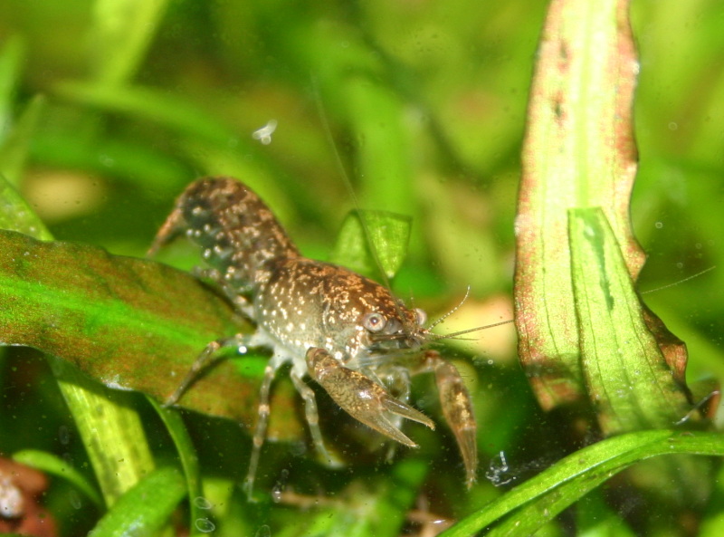 Cambarellus