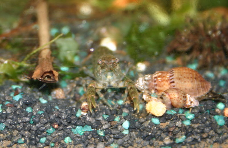 Cambarellus
