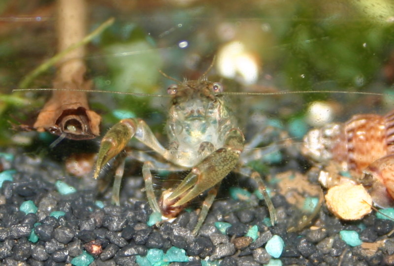 Cambarellus