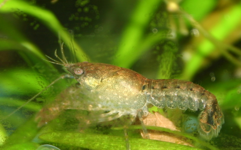 Cambarellus
