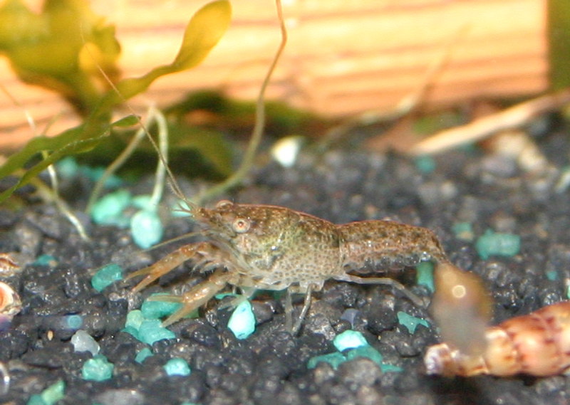 Cambarellus