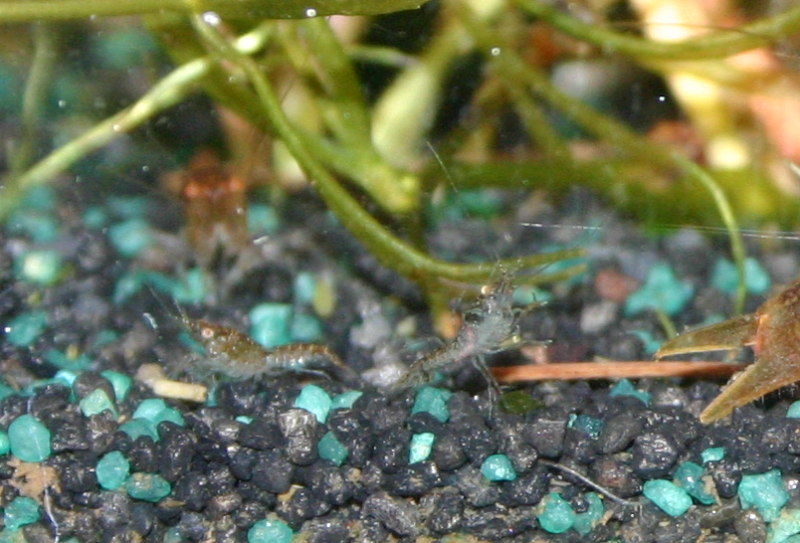 Cambarellus