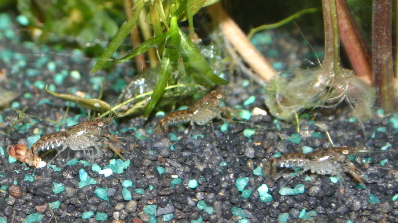 Cambarellus
