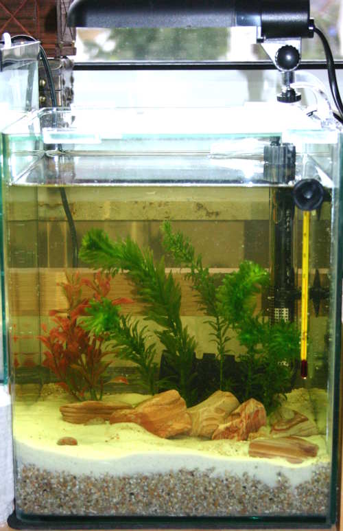 Dennerle Nano Cube mit Daphnien