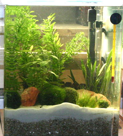 DaphnienCube