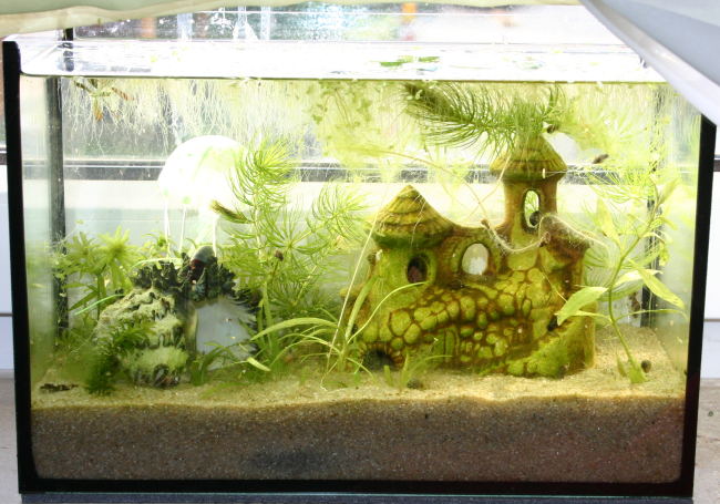 Miniaquarium mit Wasserflöhen und Schnecken