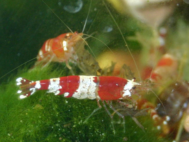 Crystal Red Garnelen