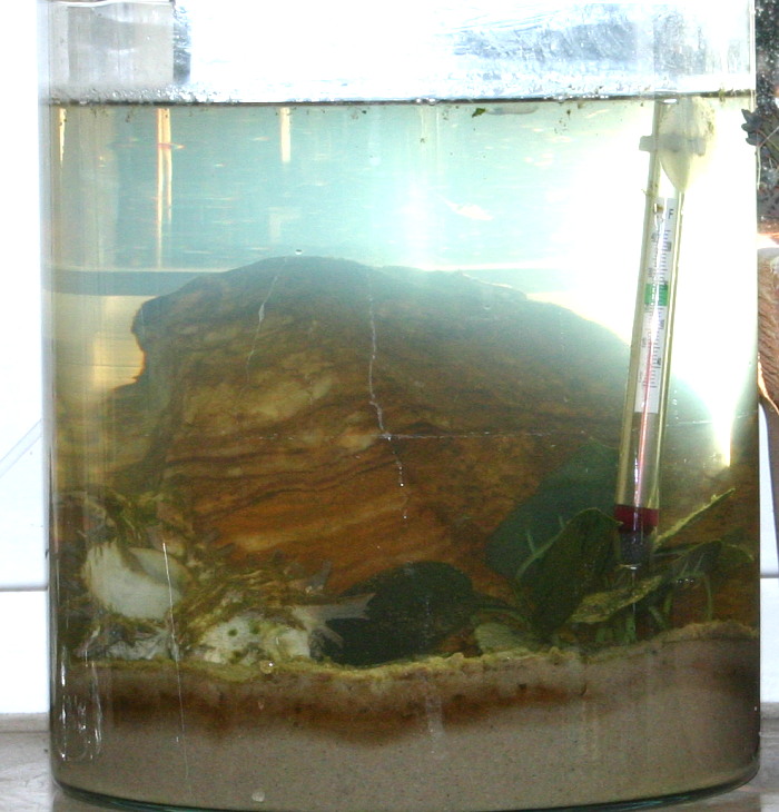 Artemienvase