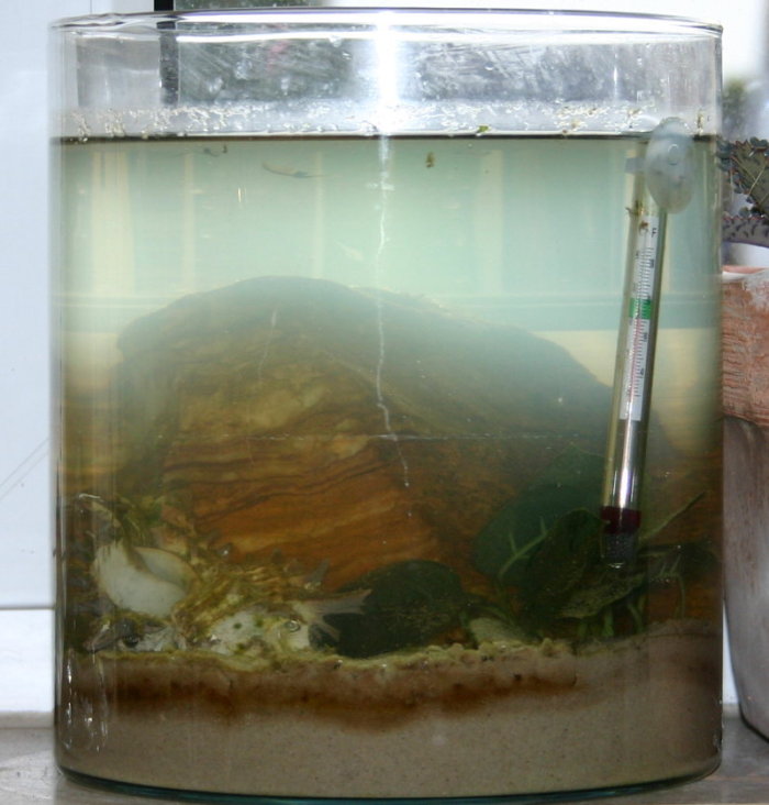 Artemienvase