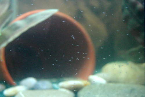 Nanobecken Artemien